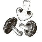 Illustration of button mushrooms