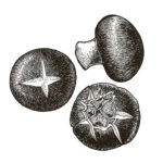 Illustration of a cremini mushrooms