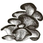 Illustration of a maitake mushroom